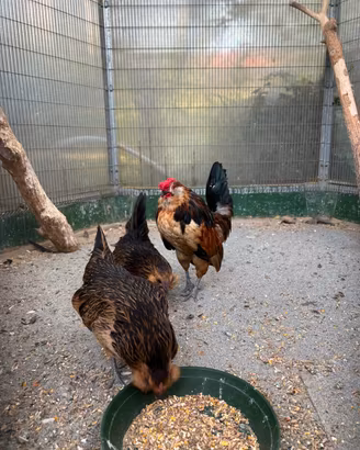 Galline barbute d Anversa