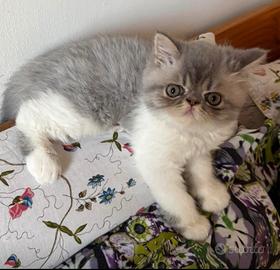 gattino persiano