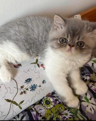 gattino persiano
