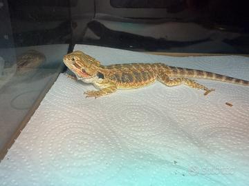 Pogona drago barbuto