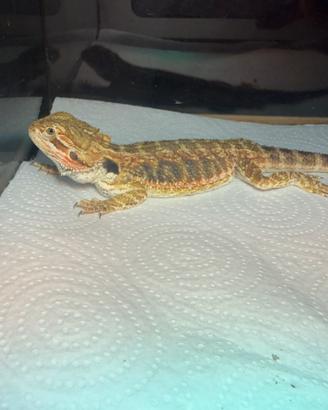Pogona drago barbuto
