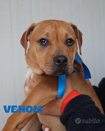 Adozione simpatici cuccioli di pitbull in canile