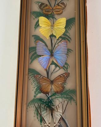 Quadro farfalle tassidermico vintage