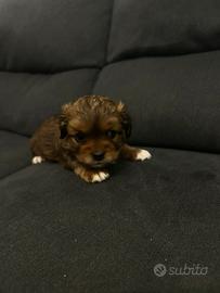 Cuccioli shih tzu