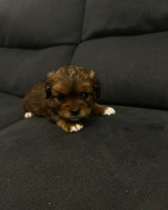 Cuccioli shih tzu