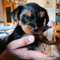 Cucciolo Yorkshire