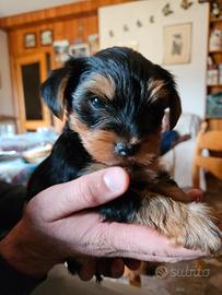 Cucciolo Yorkshire