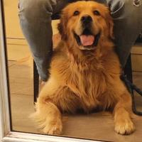 Golden retriever per monta