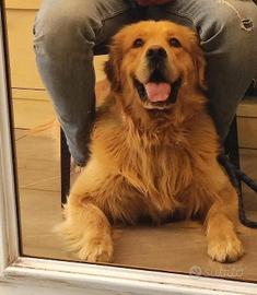 Golden retriever per monta