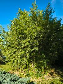Bamboo infestante
