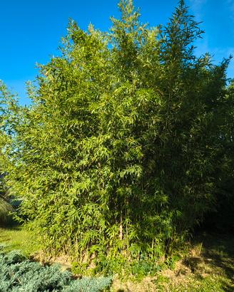 Bamboo infestante