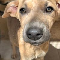 TEO, 8 mesi, dolcissimo