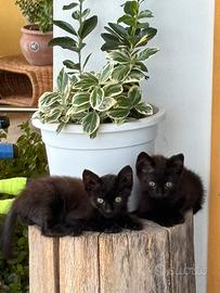 Cuccioli in dono
