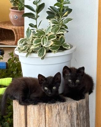 Cuccioli in dono