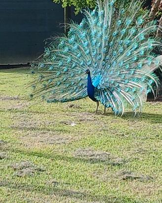 Animali da cortile