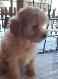 Maltipoo toy red
