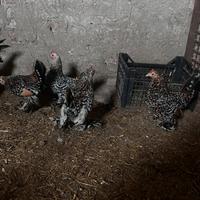 Galline nana calzata millefiori