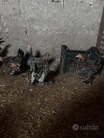 Galline nana calzata millefiori