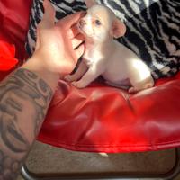 Chihuahua femmina bianco e arancio toy