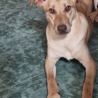 Cucciola