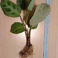 maranta leuconera kerkoveana