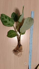 maranta leuconera kerkoveana