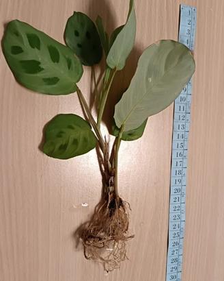 maranta leuconera kerkoveana