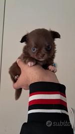 Chihuahua con pedigree
