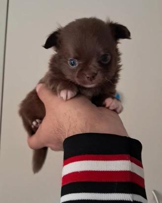 Chihuahua con pedigree