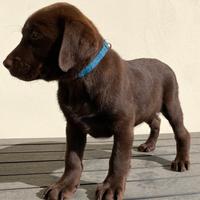 Labrador Retriever con Pedigree