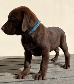 Labrador Retriever con Pedigree