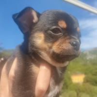 Chihuahua