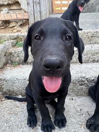Cuccioli Labrador Retriever con Pedigree ENCI