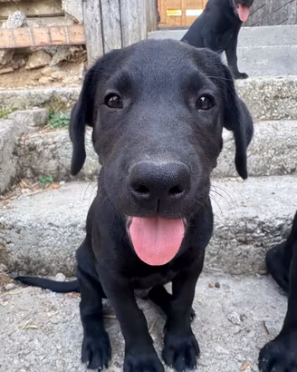 Cuccioli Labrador Retriever con Pedigree ENCI