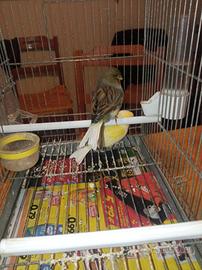 Canarina gloster consort