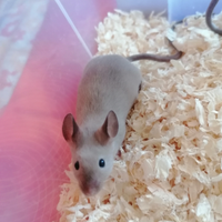 Topini baby da compania