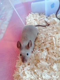 Topini baby da compania