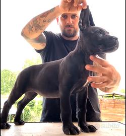 Cane corso
