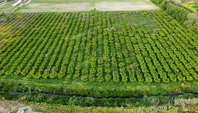 Palazzina con terreno agricolo