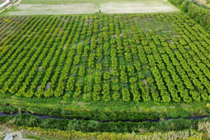 Palazzina con terreno agricolo