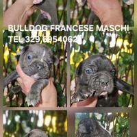 Bulldog francese piccolo cucciolo