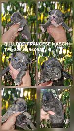 Bulldog francese piccolo cucciolo