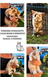 Animali Coniglietti