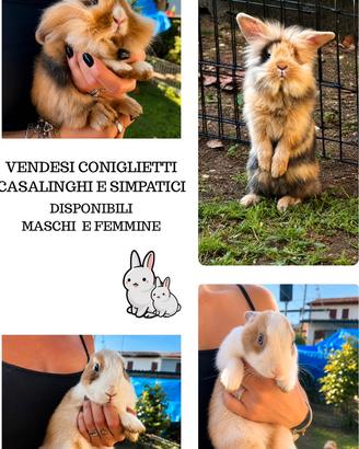 Animali Coniglietti