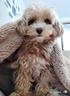 cuccioli-maltipoo-