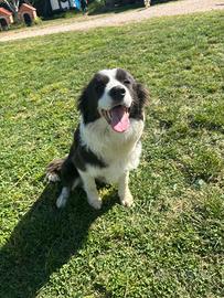 Border collie 6 mesi