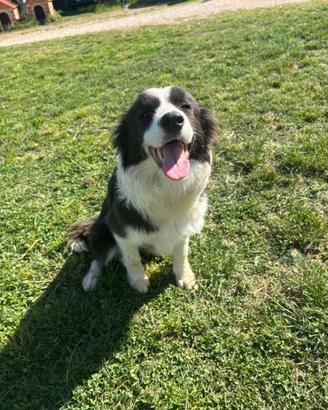 Border collie 6 mesi