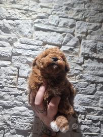 Cucciolo barboncino toy red
