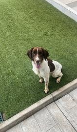 Cane Springer Spaniel