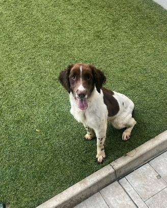 Cane Springer Spaniel